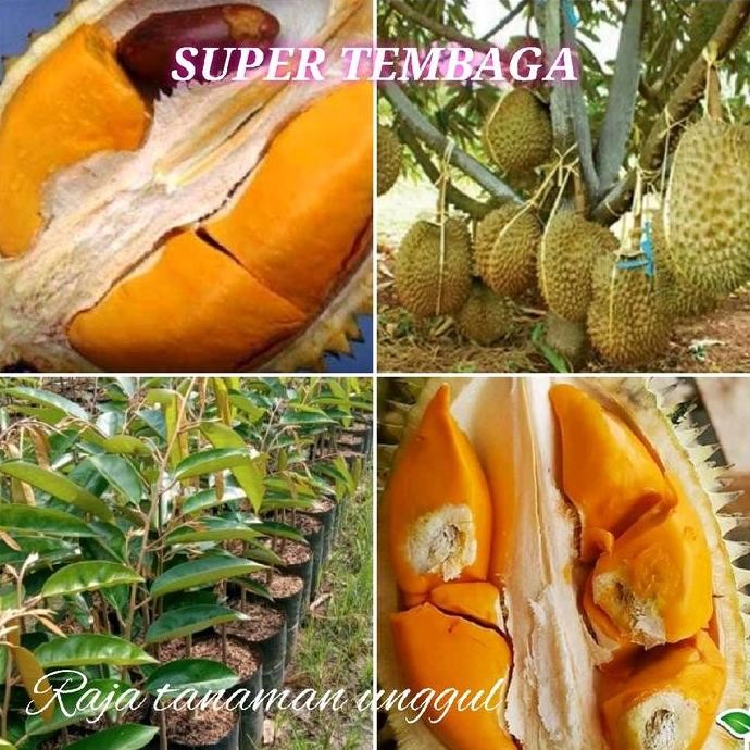 

Terlaris Benih Bibit Durian Super Tembaga