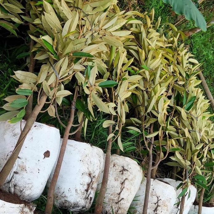 

Terlaris Bibit Durian Duri Hitam