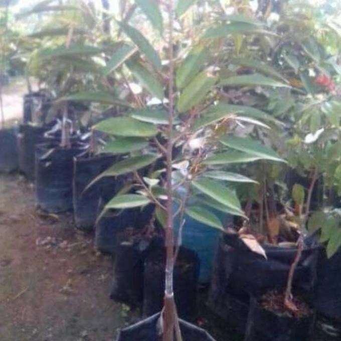 

Terlaris Bibit Durian Musangking Kaki 3 Tinggi 80-1Meter