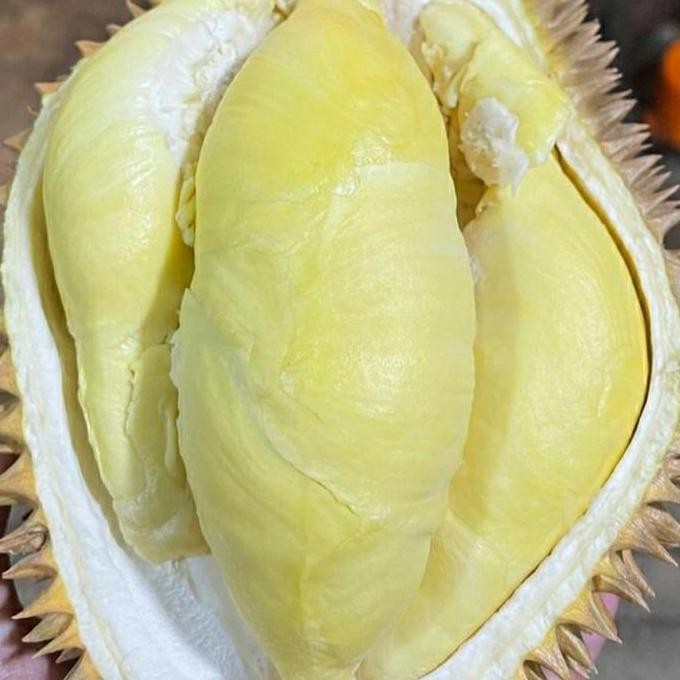 

Terlaris Bibit Durian Montong 30-40Cm