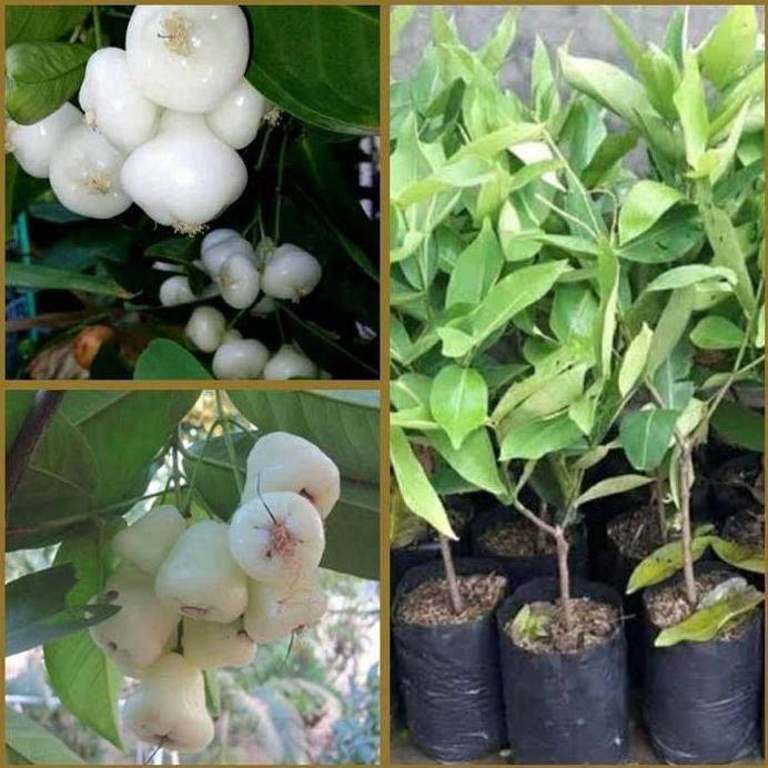 

Terlaris Bibit Tanaman Buah Jambu Kancing Putih Unggul