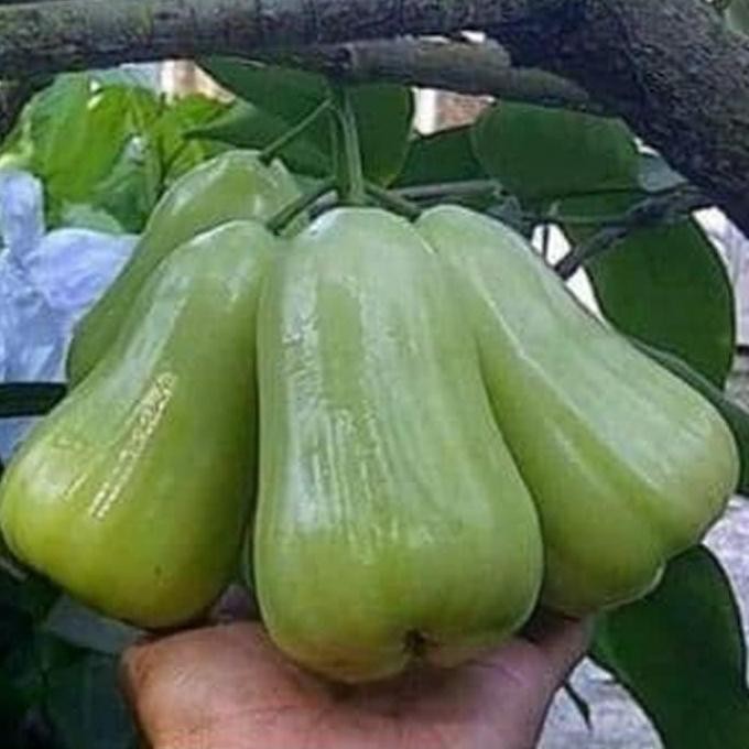 

Terlaris Paket 3 Bibit Jambu Air Madu Deli Unggul Berkualitas