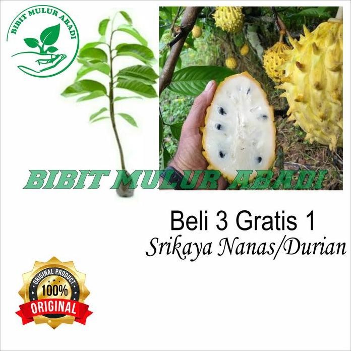 

Terlaris Bibit Buah Biriba /Srikaya Berduri / Srikaya Durian