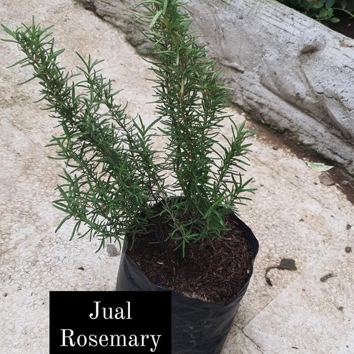 

Terlaris Tanaman/Bibit Herbs Rosemary