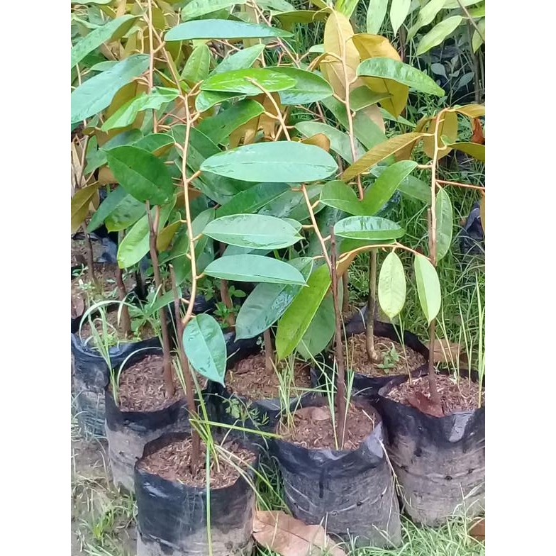 

Terlaris Bibit Tanaman Buah Durian Simas Super