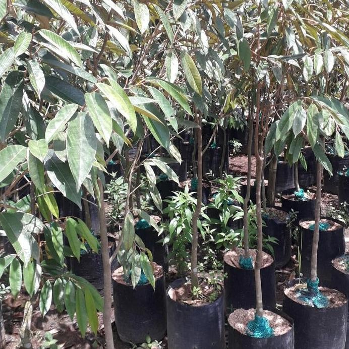 

Terlaris Bibit Durian Musangking Tinggi 1,5 Sampai 2 Meter Unggul