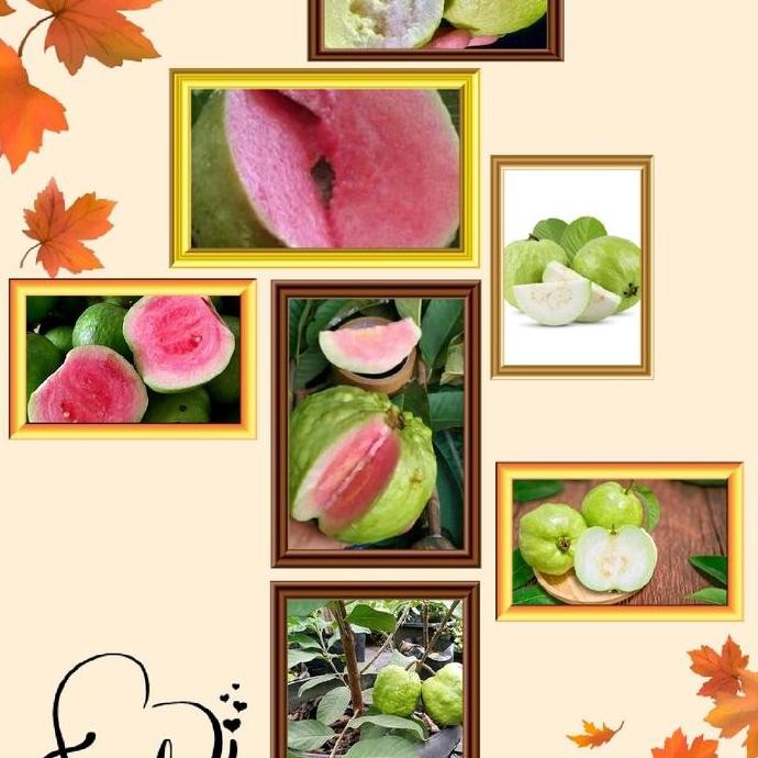

Terlaris Paket 2 Benih/ Bibit Jambu Kristal Merah Dan Putih ( Bibit Jambu )