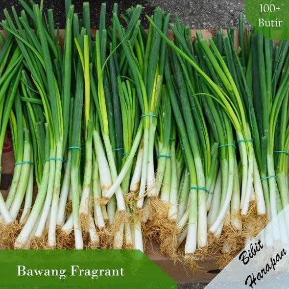 

Terlaris Refay Bibit Benih Daun Bawang Fragrant Benih Bibit Tanaman Unggul Hidroponik - Bawang Merah
