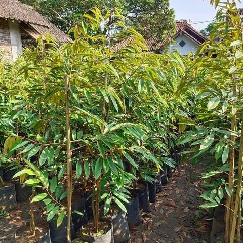 

Terlaris Tebus Murah ! Bibit Durian Super Tinggi 1 Meter - Bebas Pilih Varietas