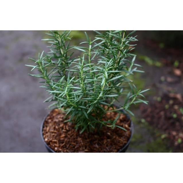 

Terlaris Bibit Tanaman Rosemary