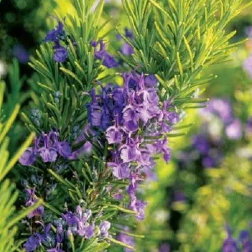

Terlaris Biji Benih Bibit Herbal Bunga Rosemary Aroma Wangi Dan Harum
