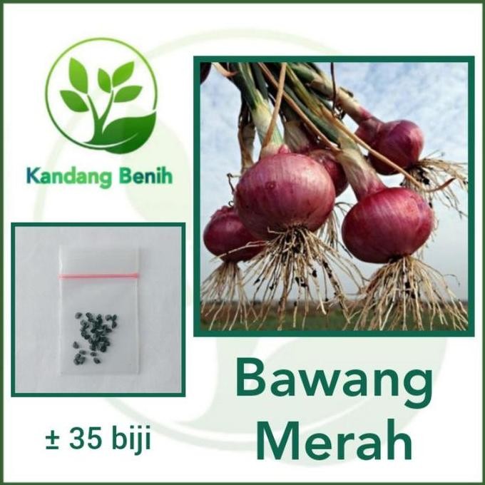 

Terlaris 35 Biji - Benih Bawang Merah Lokananta - Bibit Tanaman Sayur