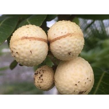 

Terlaris Bibit Tanaman Buah Kelengkeng Aroma Durian Super