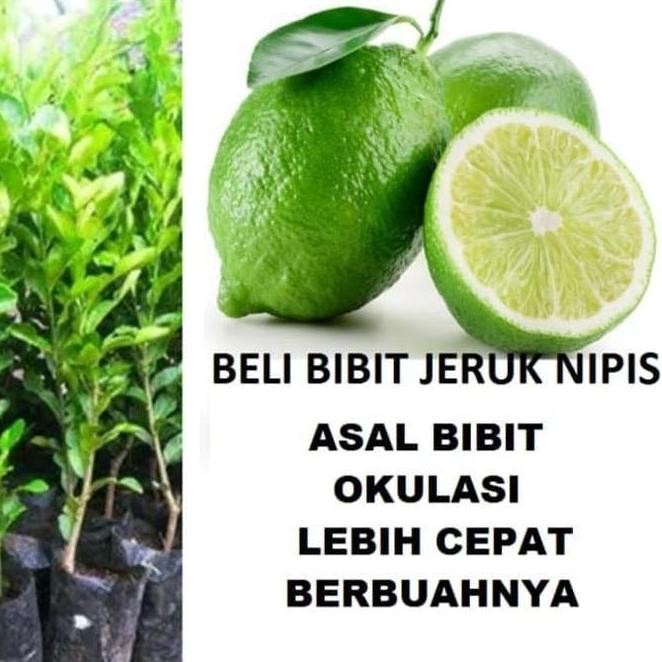 

Terlaris Bibit Tanaman Buah Jeruk Nipis Cccc