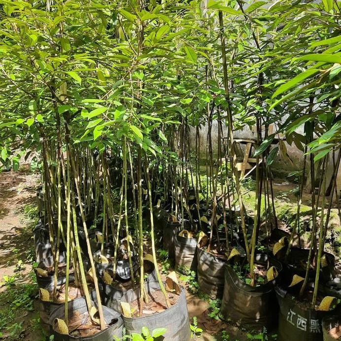 

Terlaris [Kaki 3] Bibit Durian Musang King, Ochee, Bawor Tinggi 1,7 Sampai 2 M