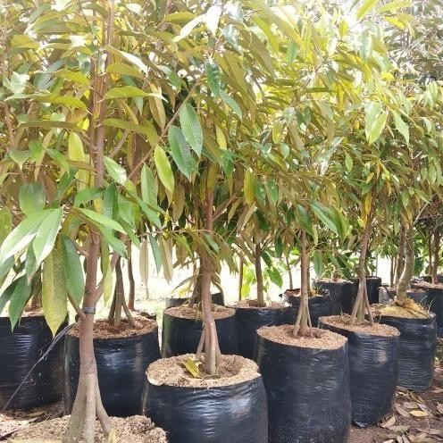 

Terlaris Bibit Tanaman Buah Durian Musangking Kaki 3 Tinggi 1 Meter Super