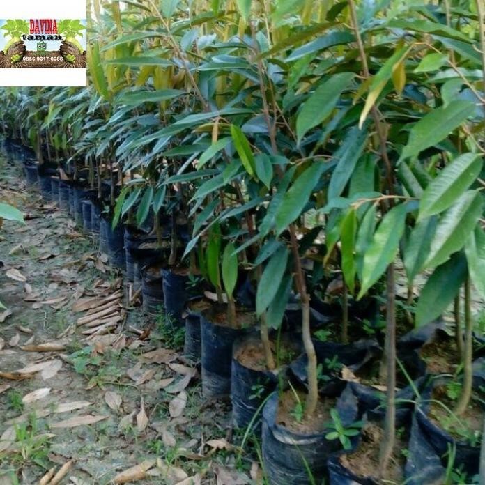

Terlaris Bibit Durian Musangking Tinggi 150Cm