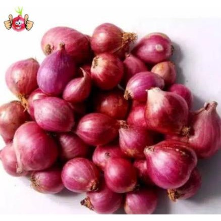 

Terlaris Bibit Bawang Merah 5 Umbi