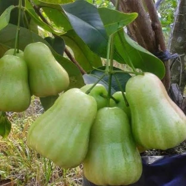 

Terlaris Bibit Jambu Air Madu Deli Hijau Mdh Super Genjah , Rajin Berbuah .