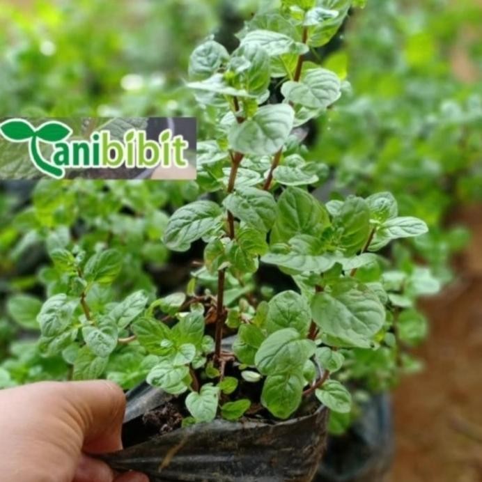 

Terlaris Bibit Tanaman Coklat Mint - Daun Chocalate Mint Daun Mint