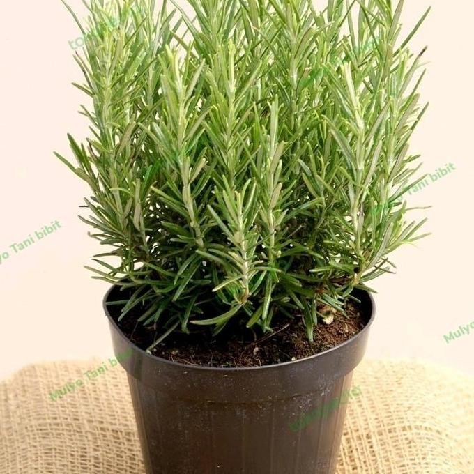 

Terlaris Bibit / Benih / Seeds Herb Rosemary Herbal Wangi Dan Harum