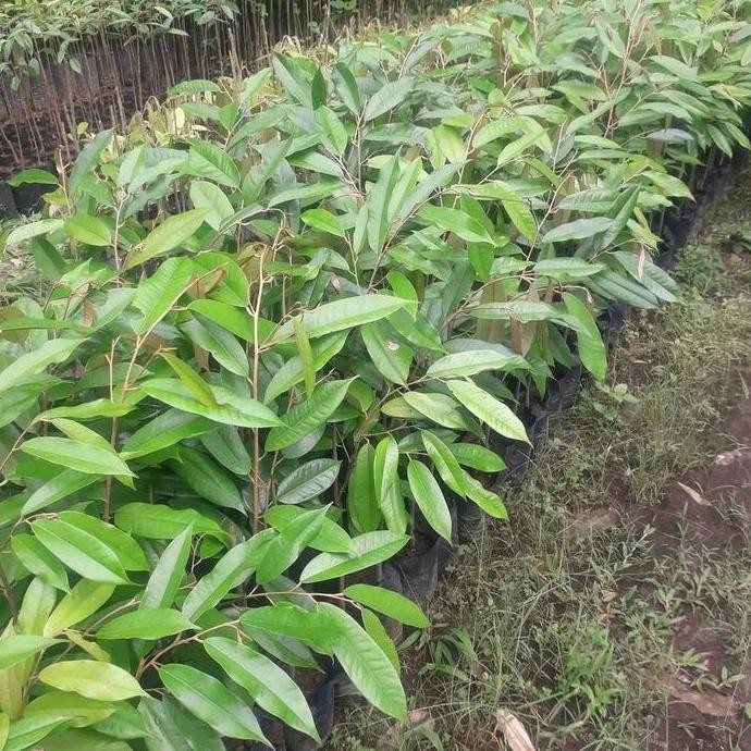 

Terlaris Bibit Durian Montong