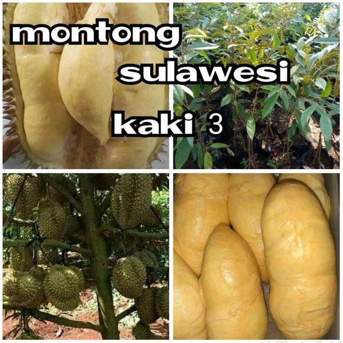 

Terlaris Bibit Durian Montong Sulawesi Super