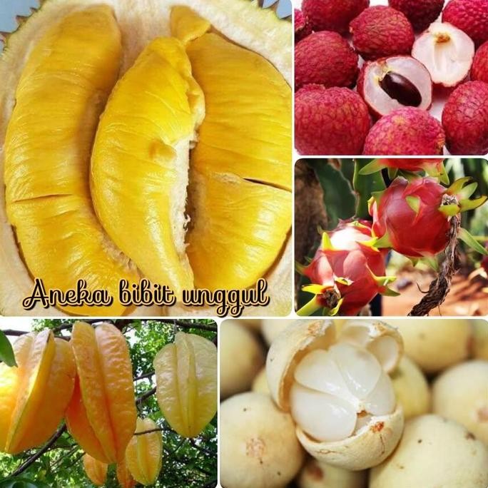 

Terlaris Paket 5 Bibit-Bibit Durian-Bibit Leci-Bibit Naga-Bibit Duku-Belimbing