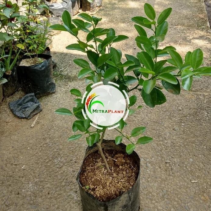 

Terlaris Terlaris Bibit Pohon Jeruk Nipis - Tanaman Buah Jeruk Nipis Herbal