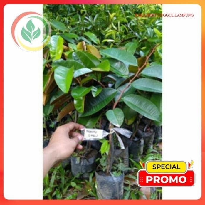 

Terlaris Bibit Sawo Durian/Kenitu/Sawo Manila. Asli Tanaman Super Genjah Cepat Berbuah Lebat...