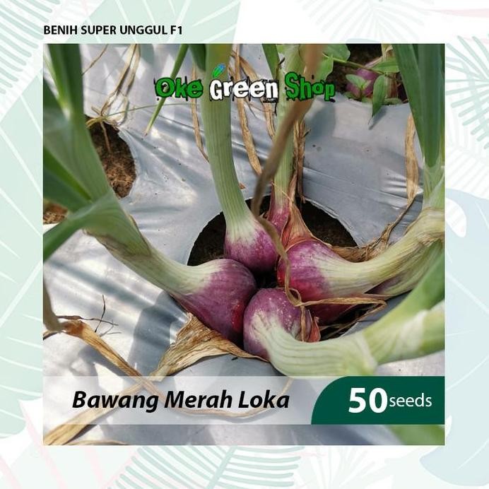 

Terlaris Klip - 50 Biji Benih Bibit Bawang Merah Loka Unggul