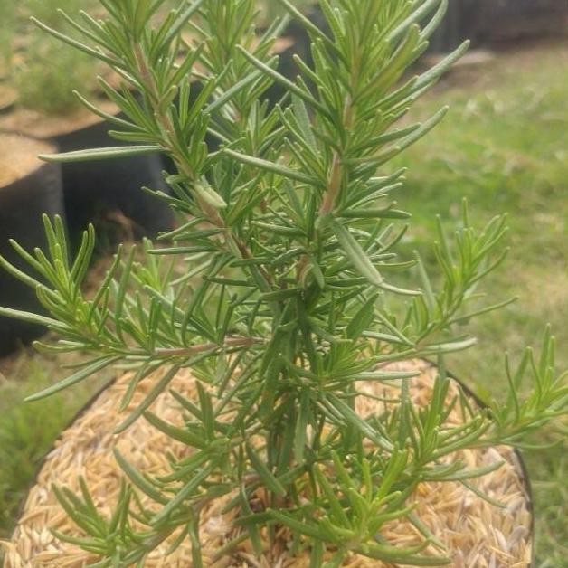 

Terlaris Bibit Tanaman Hias Rosemary Wangi