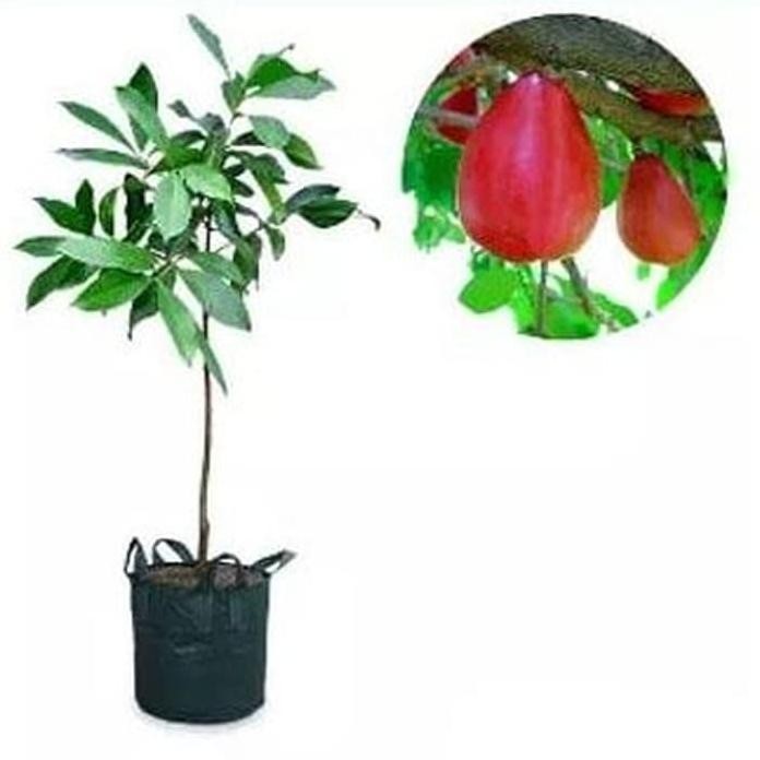 

Terlaris Bibit Jambu Dalhari