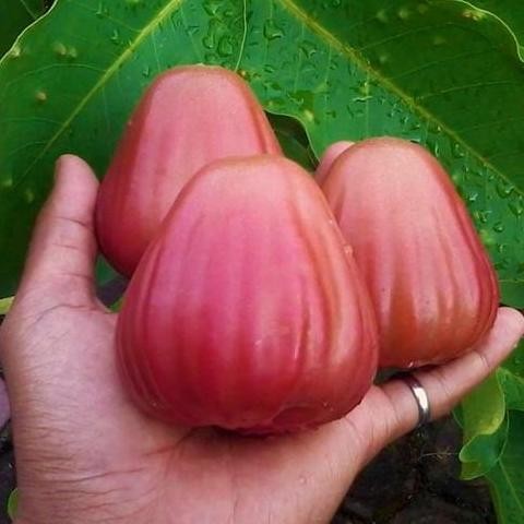Terlaris Bibit Jambu Air King Rose Jumbo