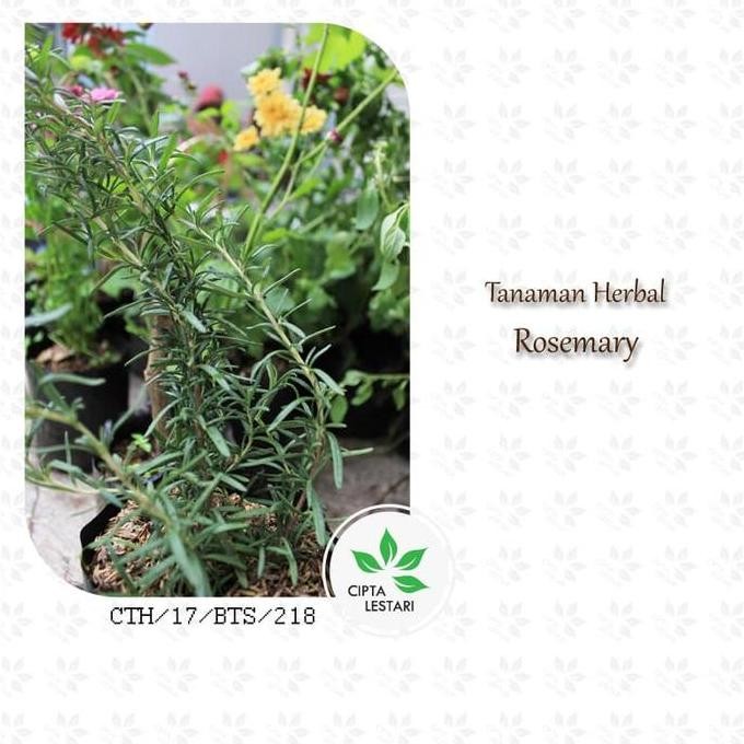 

Terlaris Bibit Tanaman Rosemary - Pohon Daun Herbal Bumbu Masak