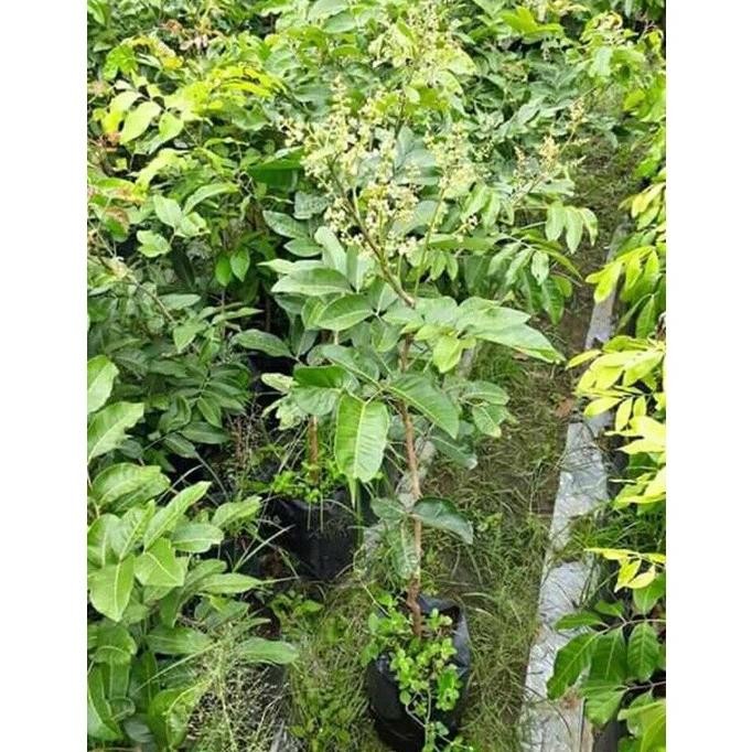 

Terlaris Bibit Tanaman Buah Kelengkeng Aroma Durian Cepat Berbunga/Berbuah