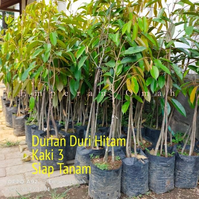 

Terlaris Bibit Tanaman Buah Durian Duri Hitam Kaki Tiga Super