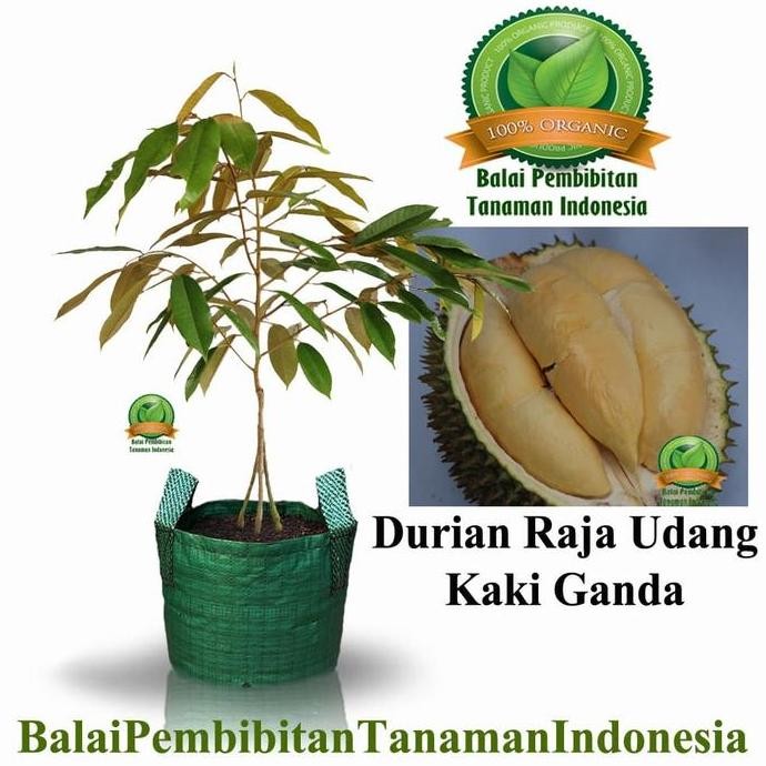 

Terlaris Bibit Durian Raja Udang Kaki 3 / Bibit Buah / Tanaman