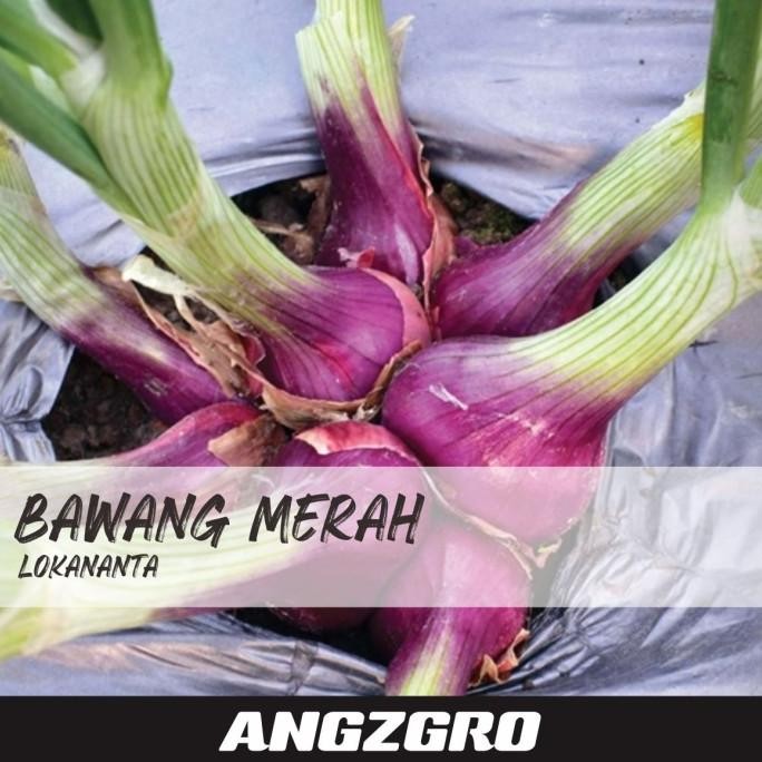 

Terlaris Benih Bibit Bawang Merah Lokananta 10 Biji