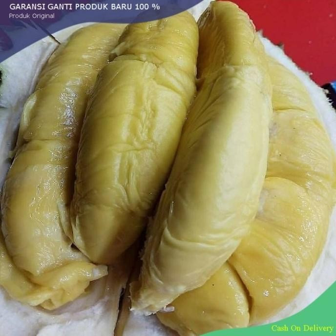 

Terlaris Bibit Durian Montong Super Manis Okulasi Cepat Berbuah Beli 2 Gratis 1