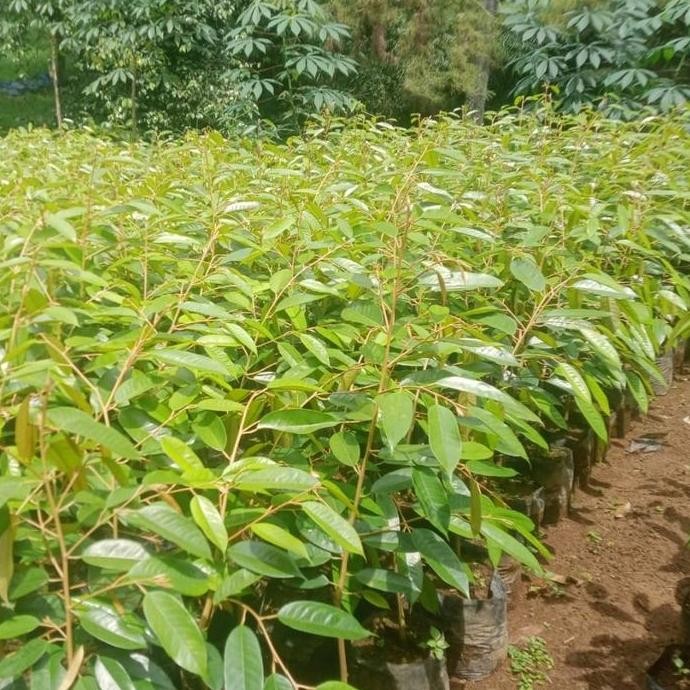 

Terlaris Bibit Durian Bawor Super Genjah Cepat Buah