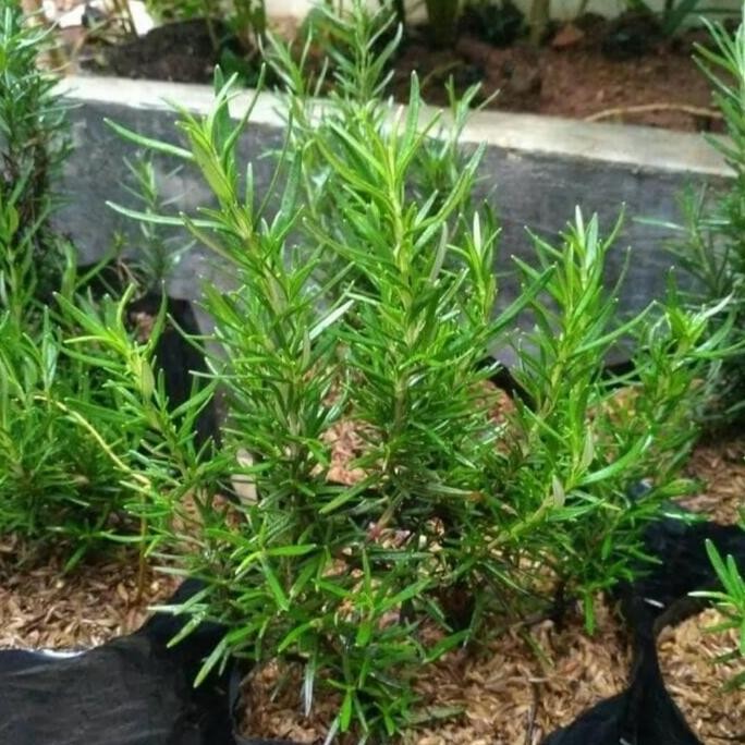 

Terlaris Bibit Pohon Rosemary Tanaman Herbal Bumbu Masakan