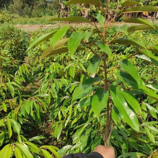 

Terlaris Bibit Durian Musangking