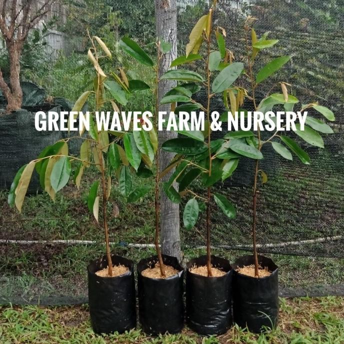

Terlaris Termurah Bibit Durian Super Tembaga 90 Cm - 1 M Siap Kirim