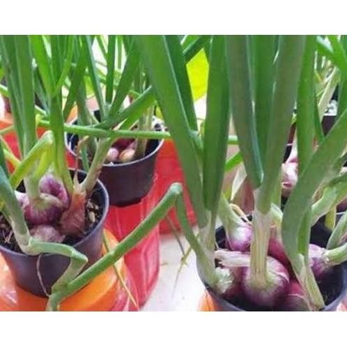 

Terlaris Bibit Benih Bawang Merah Kualitas Premium