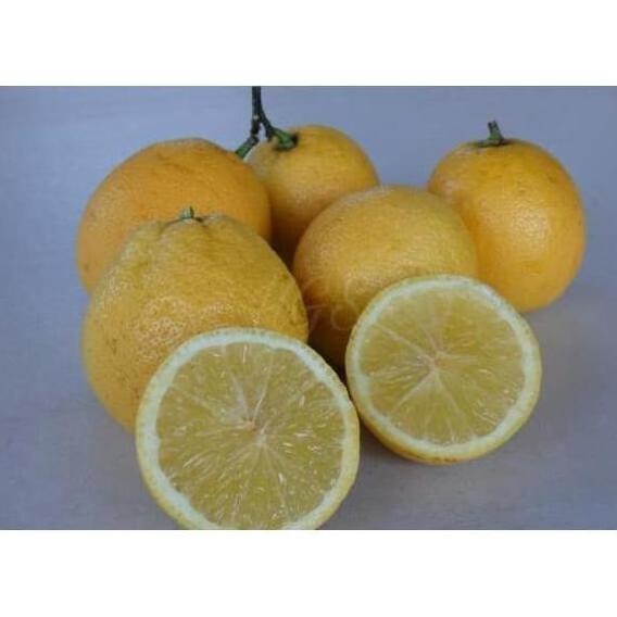 

Terlaris Super Best Bibit Tanaman Buah Jeruk Nipis Manis Nimas Bibit Unggul V0C