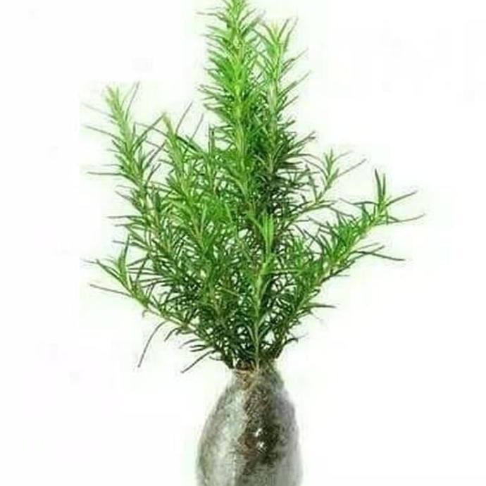 Terlaris Pohon Rosemary - Bibit Rosemary - Tanaman Rosemary