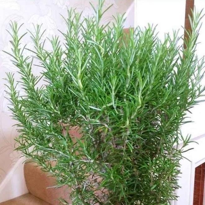 

Terlaris Bibit Unggul Bunga Rosemary Dekorasi|Benih Bunga Rosemary