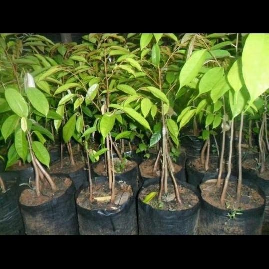 

Terlaris Bibit Tanaman Buah Durian Bawor Kaki 3
