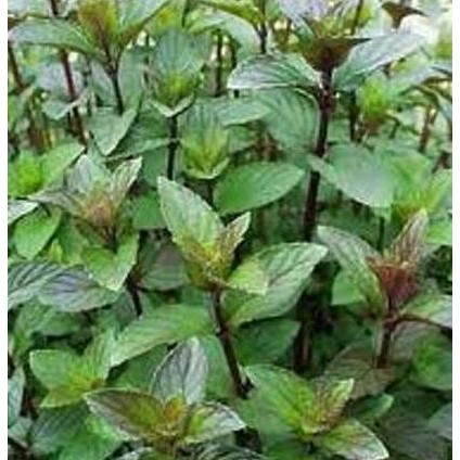

Terlaris Terbaru Bibit Daun Mint Coklat